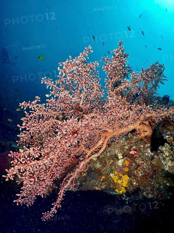 Godeffroy's soft coral (Siphonogorgia godeffroyi) spreads across a rock underwater, USAT Liberty dive site, Tulamben, Bali, Indonesia