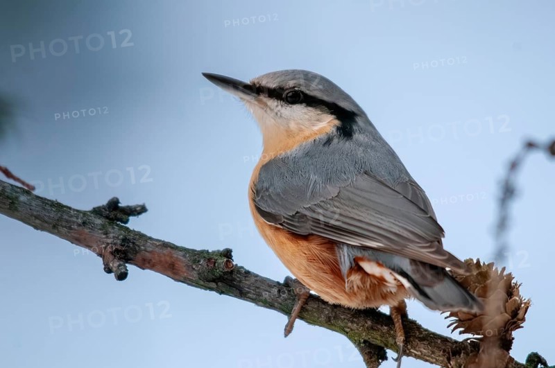 Nuthatch, Sitta Europaea, Birds, Passeri, Songbirds, Birds, Winter