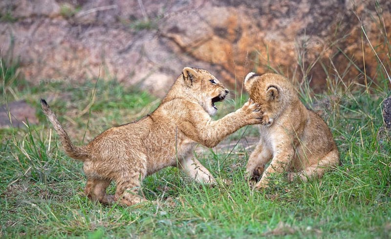 Lion cubs (Panthera leo), Maasai Mara Wildlife Reserve, Kenya