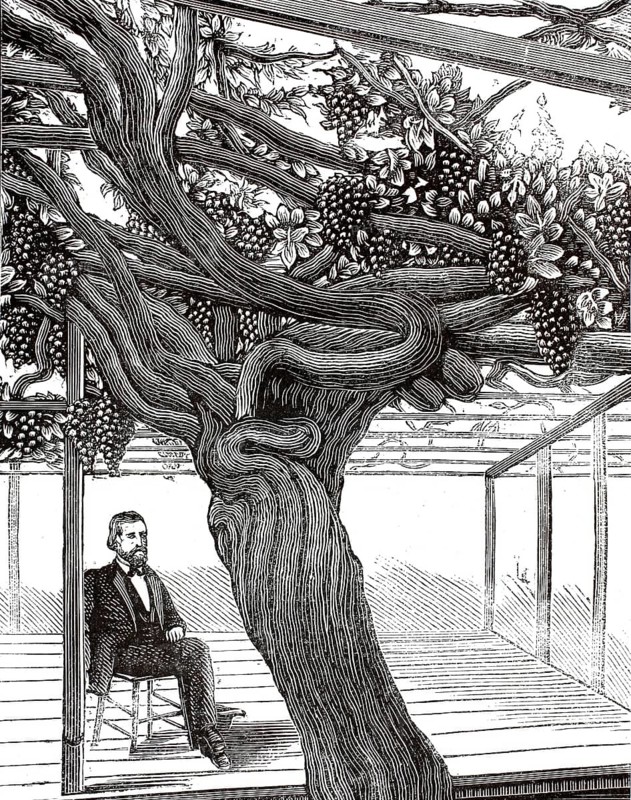 The large grapevine at Hampton Court Palace in England. According to the Guinness Book of Records, the vine planted in 1768 by the famous landscape architect Lancelot Capability Brown is considered the largest vine in the world, here a picture from the late 19th century, illustration, reproduction from a model from the 19th century. Authentic, file restored for optimal use, exact date of submission unknown, historical