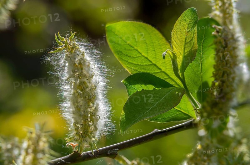 Hanging sage, kitten willow, palm willow, saal willow, salicaceae, salix caprea, willow, tree, trees, flora, goat willow, great sallow, plants, plants, pussy willow, tree