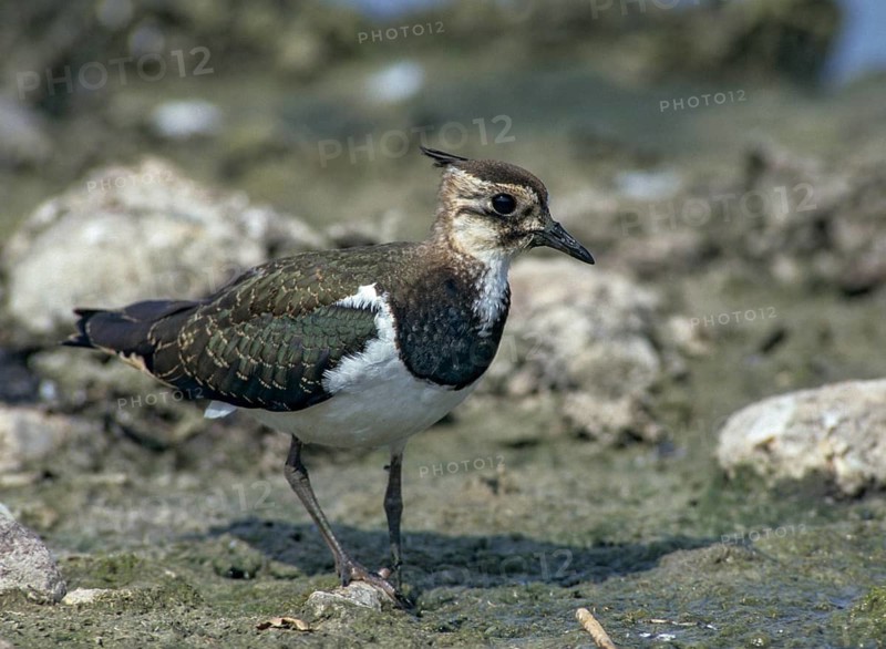 Lapwing, vanellus vanellus, birds, charadriiformes, limikolen, plovers, birds, waders, waders