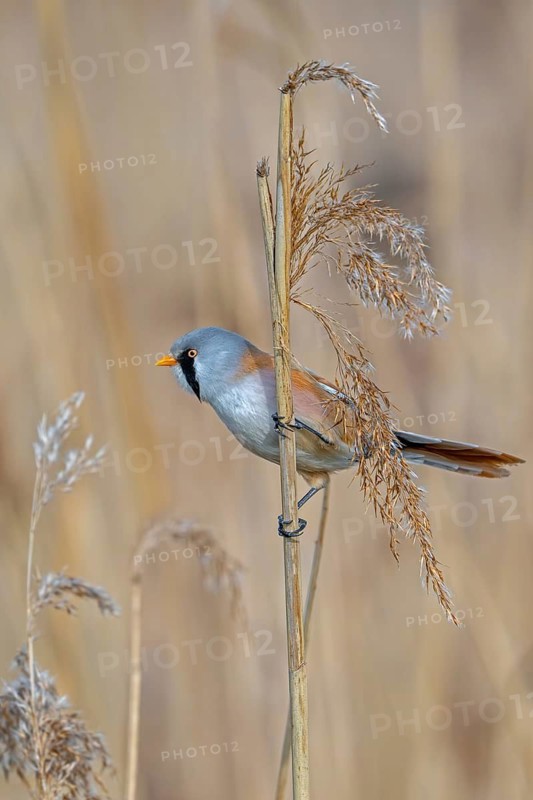 Bearded reedling, bearded tit (Panurus biarmicus) adult male perched on reed stem while foraging among seed heads in reedbed at wetland in spring