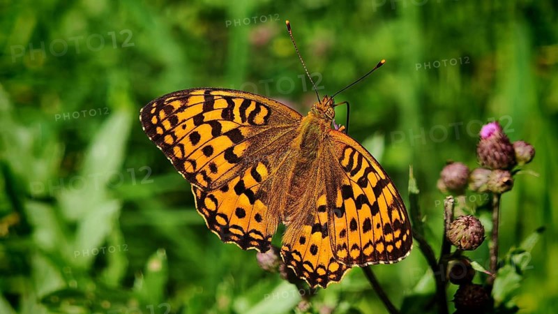 Butterfly, large pearl-spotted fritillary (Argynnis aglaja), close-up with vividly patterned wings in a meadow flower in a green setting, bokeh background, Rennsteig, Frankenwald nature park Park, Upper Franconia
