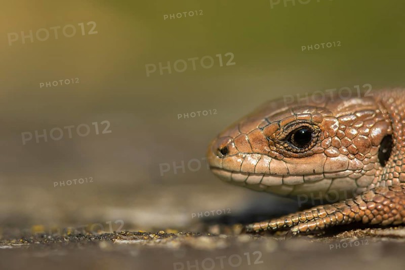 Common lizard (Zootoca vivipara) adult reptile animal resting on a wooden sleeper, England, United Kingdom