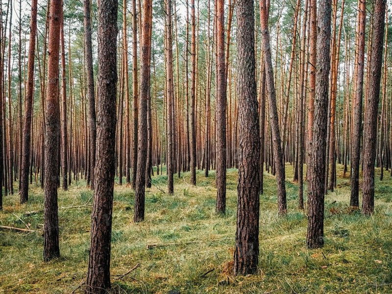 A light pine forest, Nossentiner Schwinzer Heide nature park Park, Mecklenburg-Western Pomerania, Germany
