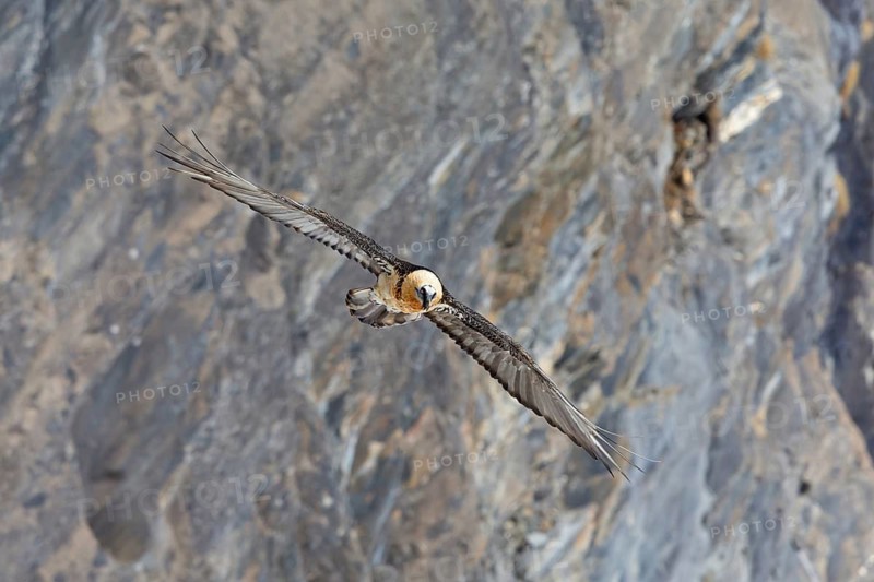 Bearded vulture, lammergeier, (Gypaetus barbatus), (Gypaetus barbatus meridionalis), flight photo, animals, birds, vulture, bird of prey, hawk-like family, mountain scenery, blue sky, free-view, Gemmi Pass, Valais, Switzerland