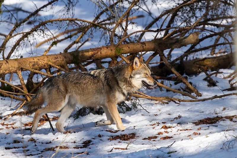 European gray wolf (Canis lupus lupus) walking in a forest in winter, snow, Bavaria, Germany