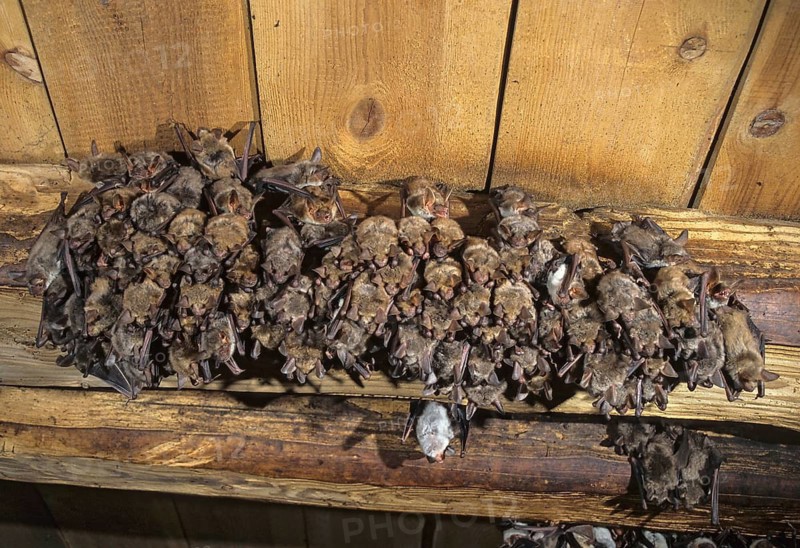 Greater mouse-eared bat, mouse-ear, myotis myotis, bats, chiroptera, ffh, bats, mammals, mammals, weekroom