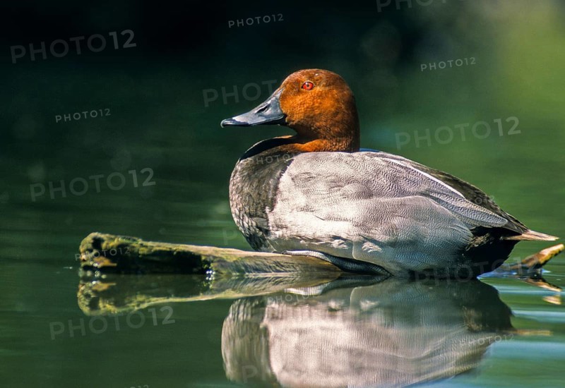 Aythya Ferina, Pochard, Table Duck, Anatidae, Birds, Breeding Plumage, Ducks, Ducks, Duckbirds, Leo, Male, Mirror, Male, Magnificent Dress, Reflection, Birds, Waterbirds
