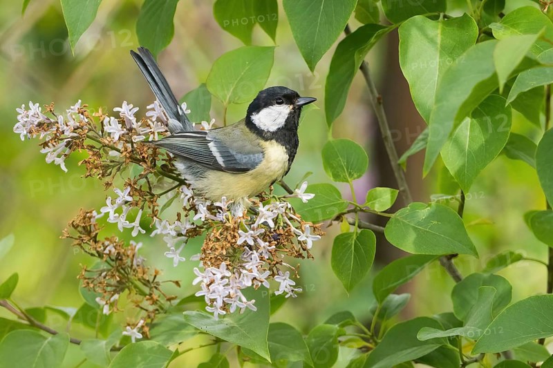 A great tit (Parus major) sitting on a flowering lilac branch in a green setting, Hesse, Germany