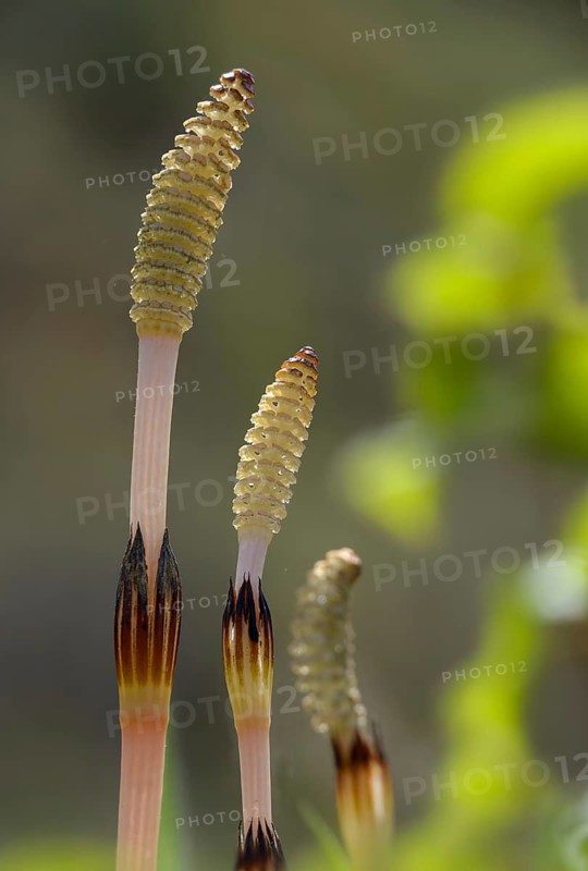 Field pewter, field horsetail, equisetaceae, equisetum arvense, panbreeder, ponytail, horsetail family, sheep hay, scouring herb, tinherb, field horsetail, flora, high size, portrait, plants