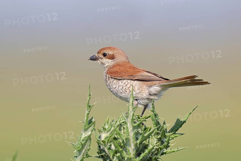 Red-backed shrike (Lanius collurio), female perched on a thistle, looking for prey, wildlife, migratory bird, animals, birds, Wilnsdorf, North Rhine-Westphalia, Germany
