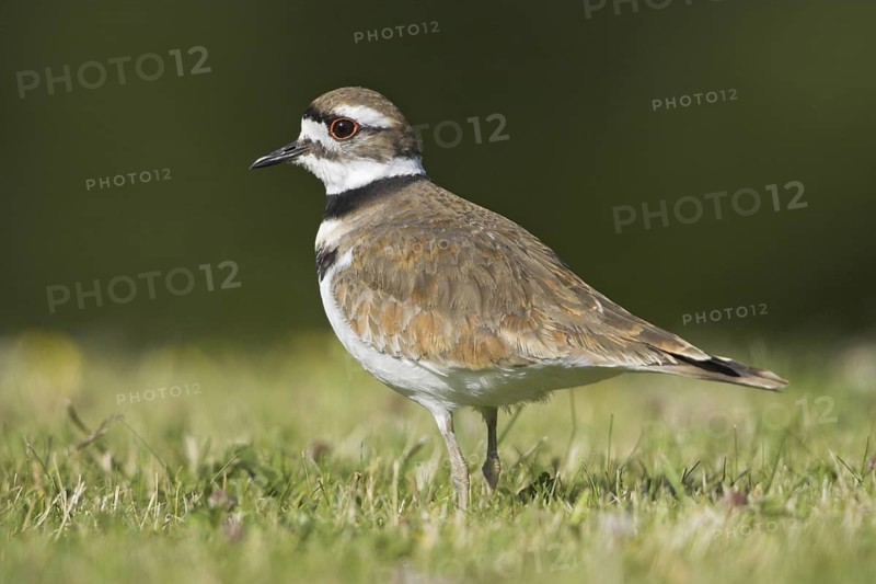 Killdeer (Charadrius vociferus), British Columbia, Canada