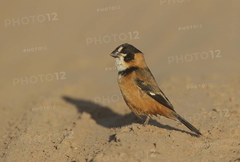 Rusty-collared Seedeater (Sporophila collaris melanocephala) male, Corrientes, Argentina
