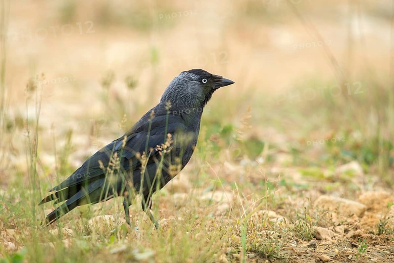 Corvus monedula, jackdaw, birds, corvidae family of birds, passeri, corvids, songbirds, birds