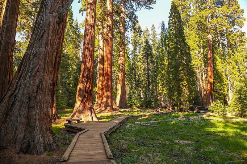Wooden boardwalk winding through a grove of towering giant sequoias in sequoia national park, offering a peaceful path to explore the ancient forest and majestic trunks