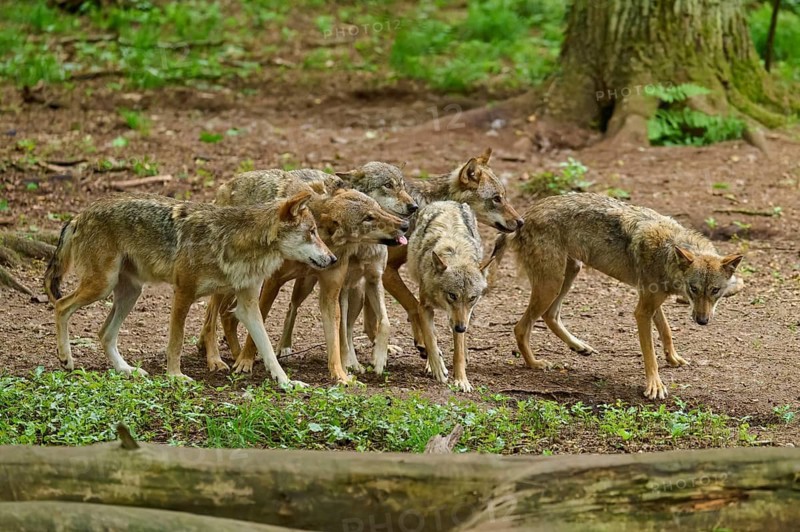 Wolves move together through the dense, green forest, surrounded by tall trees, summer, wolf (Canis lupus), Germany
