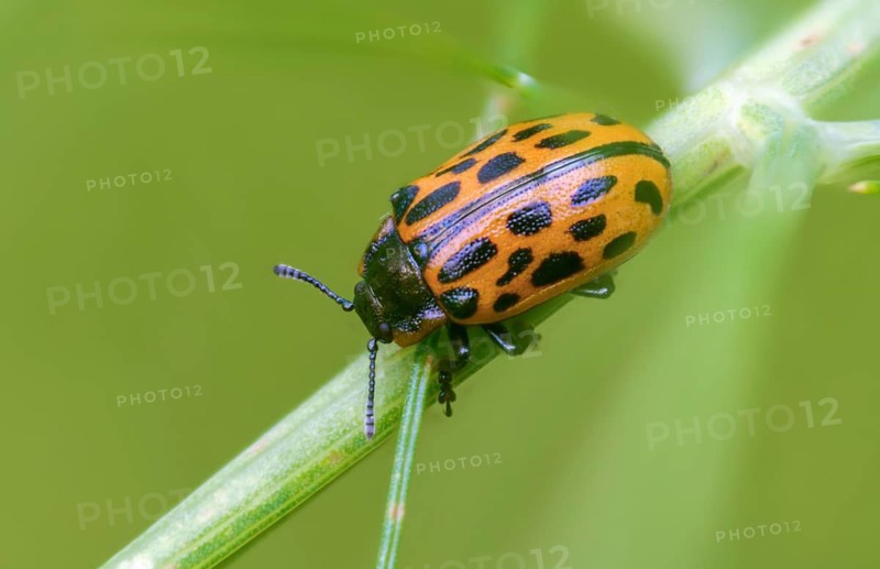 Leaf beetle, chrysomela 20-punctata, chrysomela vigintipunctata, coccinella 20-punctata, spotted willow leaf beetle, melasoma vigintipunctatum, willow leaf beetle, beetle, coleoptera, insects, beetles, spotted willow leaf beetle