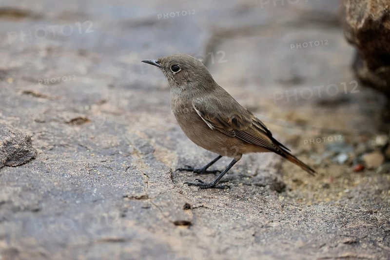 Rusty-tailed Wheatear, (Oenanthe familiaris), adult, alert, Mountain Zebra National Park, South Africa