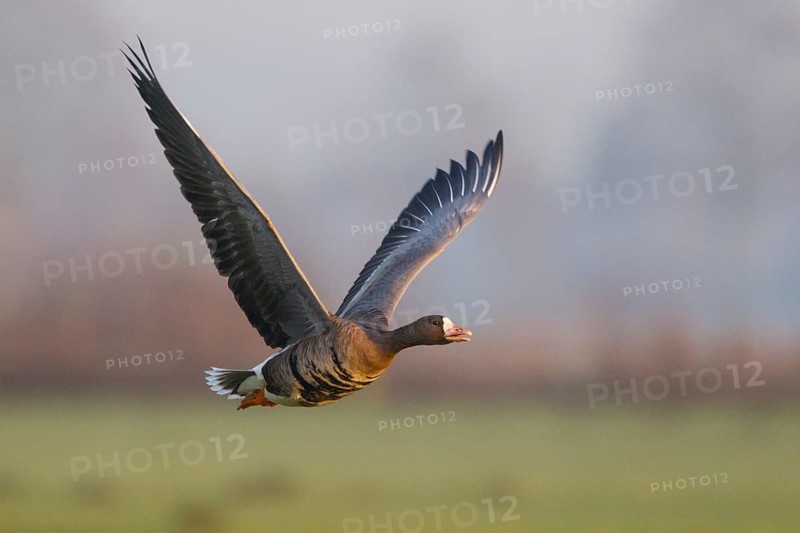 Greater White-fronted Goose (Anser albifrons) flying, North Rhine-Westphalia, Germany