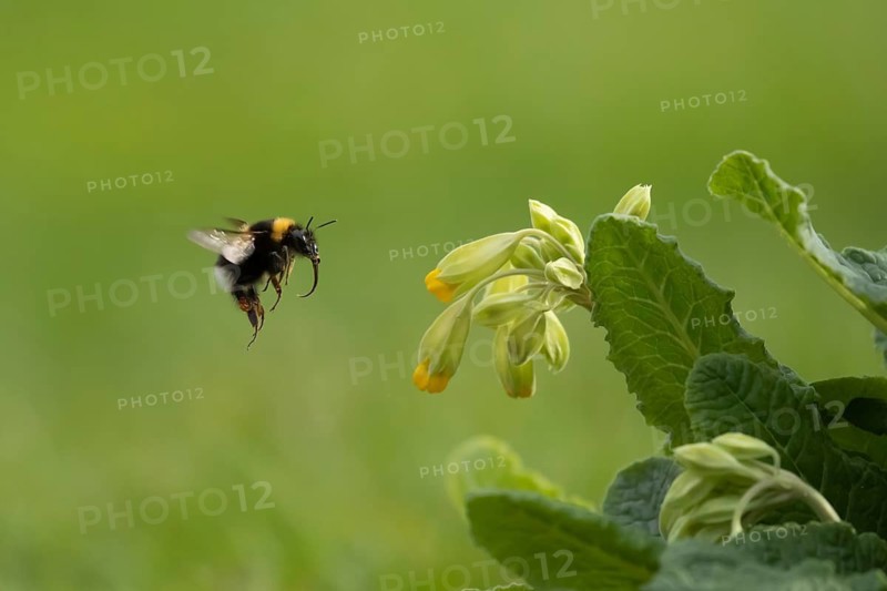 Garden bumblebee (Bombus hortorum) adult bee insect flying towards a flowering Cowslip (Primula veris) in a garden in spring, Suffolk, England, United Kingdom