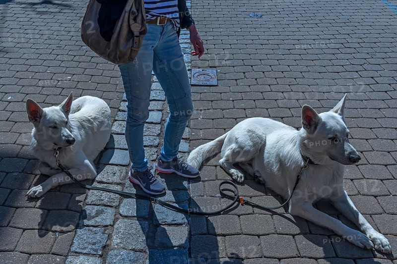 Swiss herding dogs wait with their mistress in a pedestrian zone, Bavaria, Germany