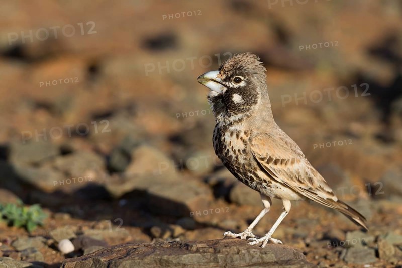 Thick-billed Lark - Knackerlerche - Rhamphocory clotbey, Morocco, male