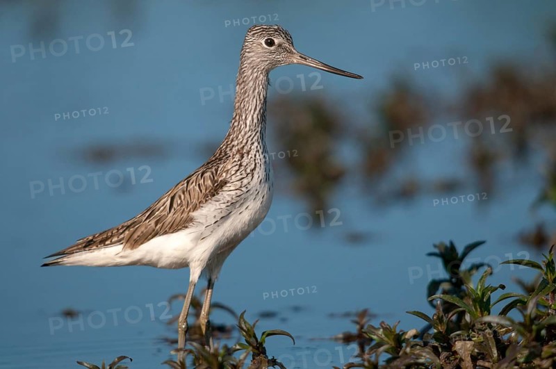 Greenshank, greenshank, tringa nebularia, birds, charadriiformes, limicoles, snipe birds, scolopacidae, birds, waders, waders