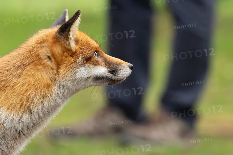 Red fox (Vulpes vulpes) adult animal in parkland with a person in the background, England, United Kingdom