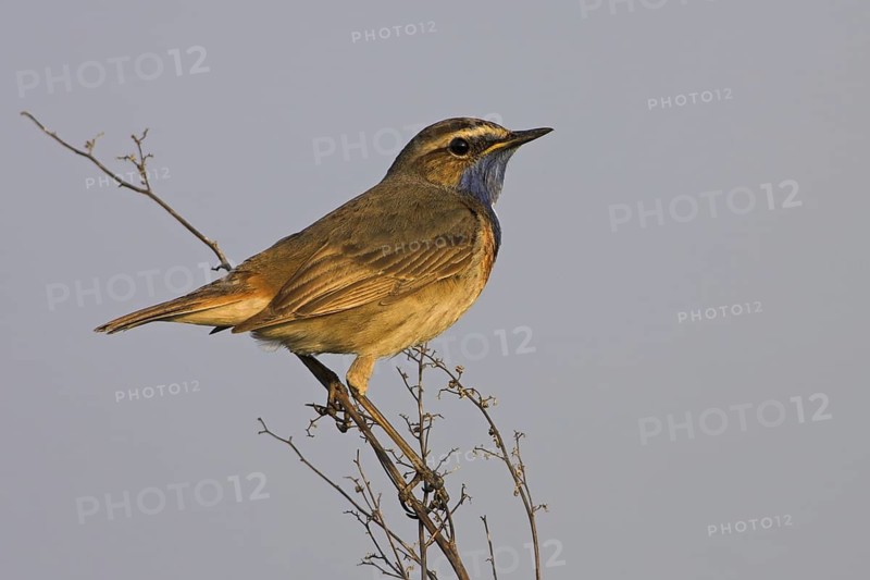 Bluethroat (Luscinia svecica cyanecula), Texel, Netherlands