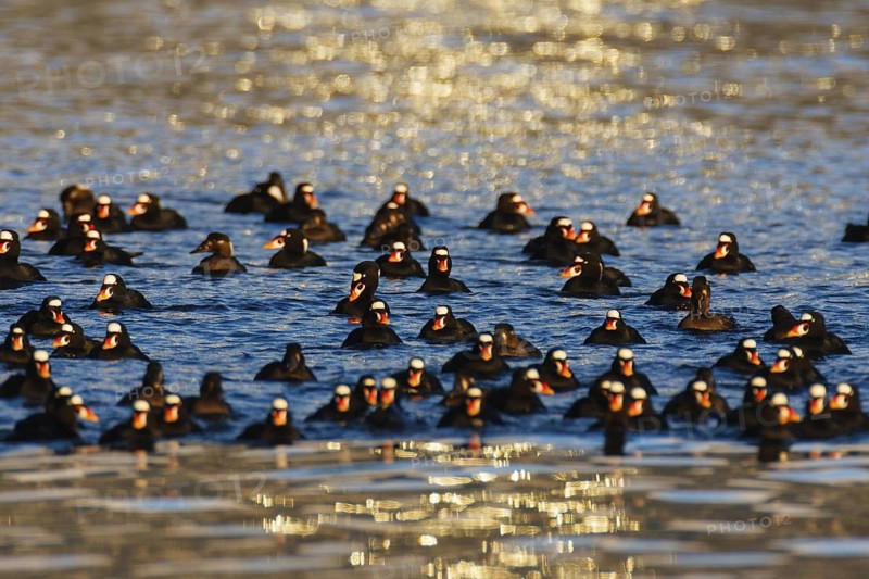Surf Scoter (Melanitta perspicillata) male, British Columbia, Canada