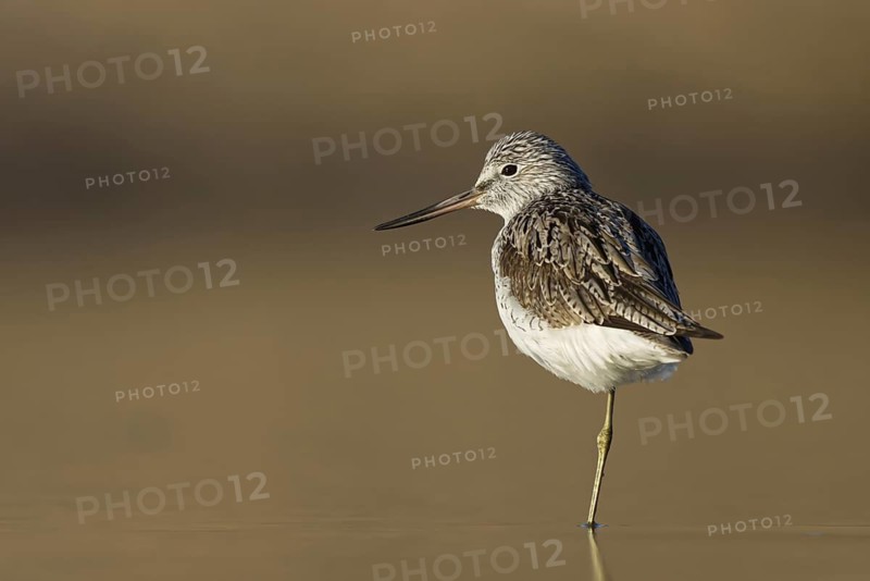 Common Greenshank (Tringa nebularia), North Rhine-Westphalia, Germany