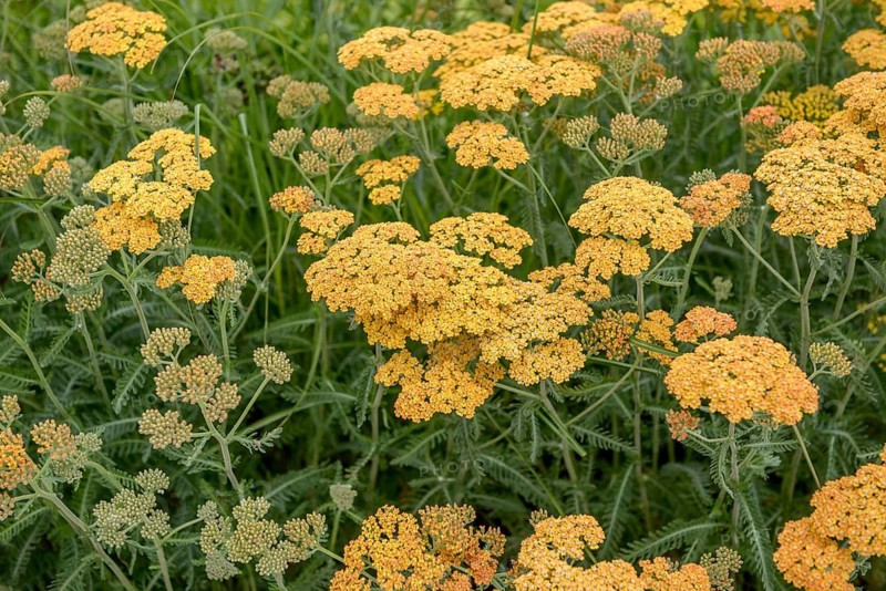 Yarrow (Achillea 'Terracotta'), IGS Hamburg 2013, Germany