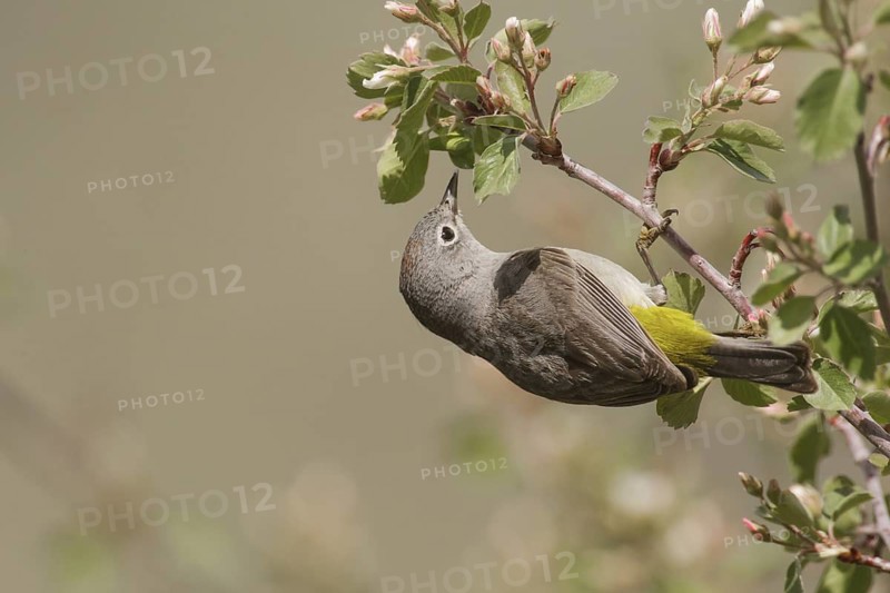 Virginia's Warbler (Leiothlypis virginiae) male, Idaho, USA