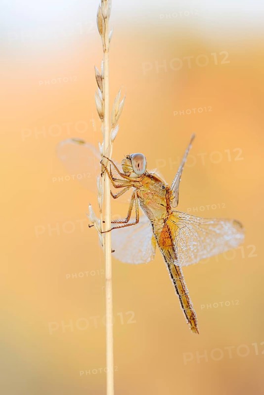 Scarlet Dragonfly (Crocothemis erythraea), female, North Rhine-Westphalia, Germany