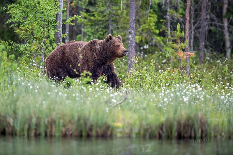 European brown bear (Ursus arctos), Europe, Scandinavia, Finland