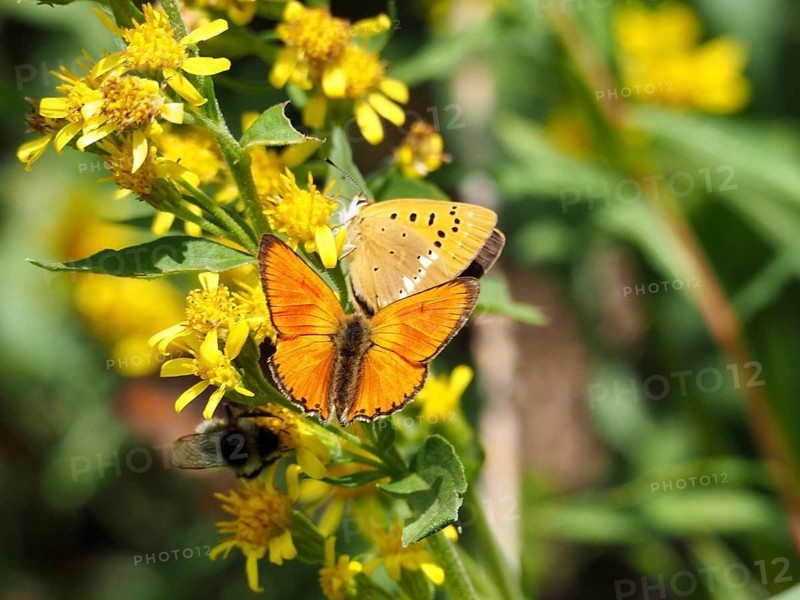 Two butterflies, the yellow-banded blue (Lycaena virgaureae), are resting on bright yellow flowers, surrounded by green foliage, Goms, Canton of Valais, Switzerland