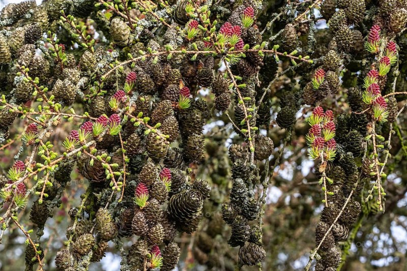 Larch (Larix decidua), blossoms, Emsland, Lower Saxony, Germany