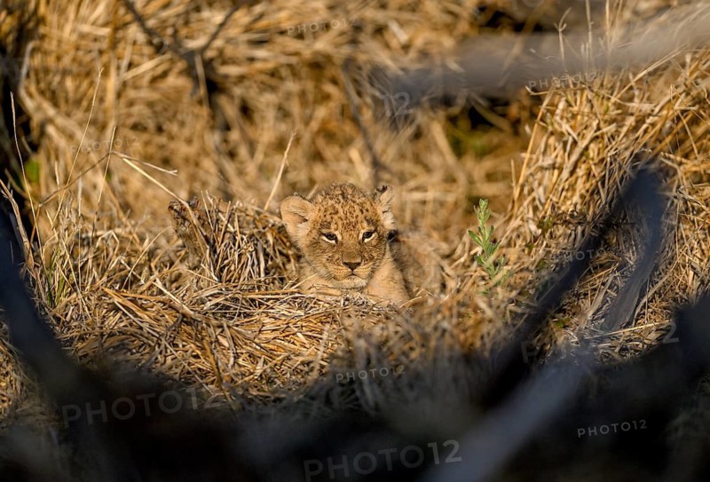 A young lion (Panthera leo) in its lair near Atzaró Camp, Okavango Delta, North-West District, Botswana