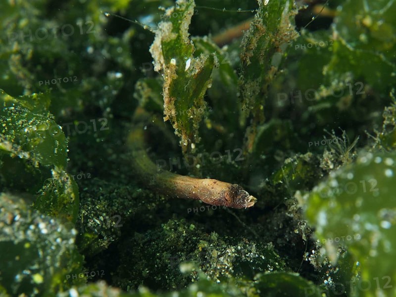 Spiny-snouted pipefish (Halicampus spinirostris), pipefish, hidden in seagrass, surrounded by green plants, Secret Bay dive site, Gilimanuk, Bali, Indonesia