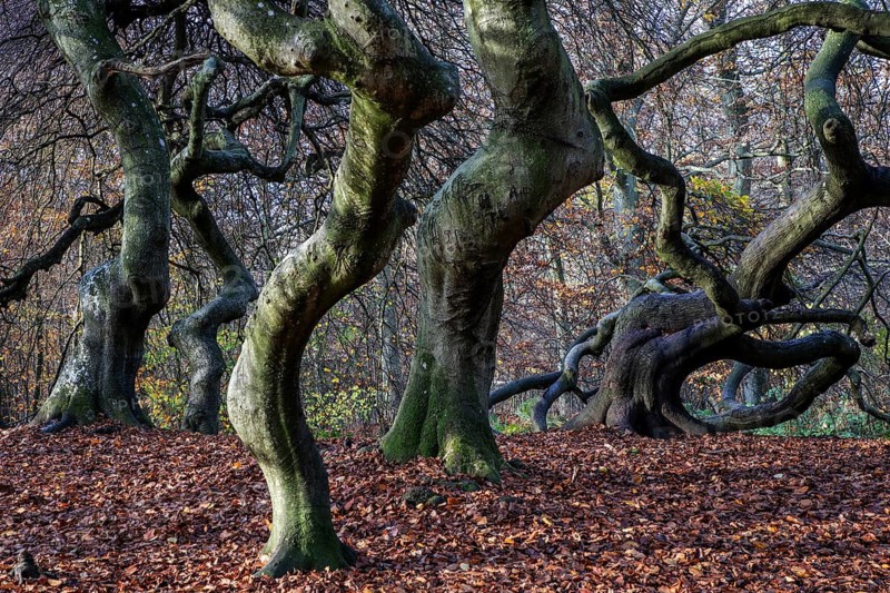 Süntelbuchen (Fagus sylvatica), cripple beeches, Hexenwald, Semper Forest Park, near Lietzow, Rügen, Mecklenburg-Western Pomerania, Germany