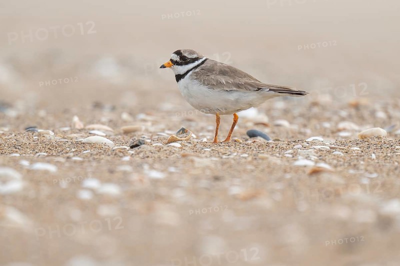 Ringed Plover (Charadrius hiaticula), male, beach, Houvig, North Sea, Denmark