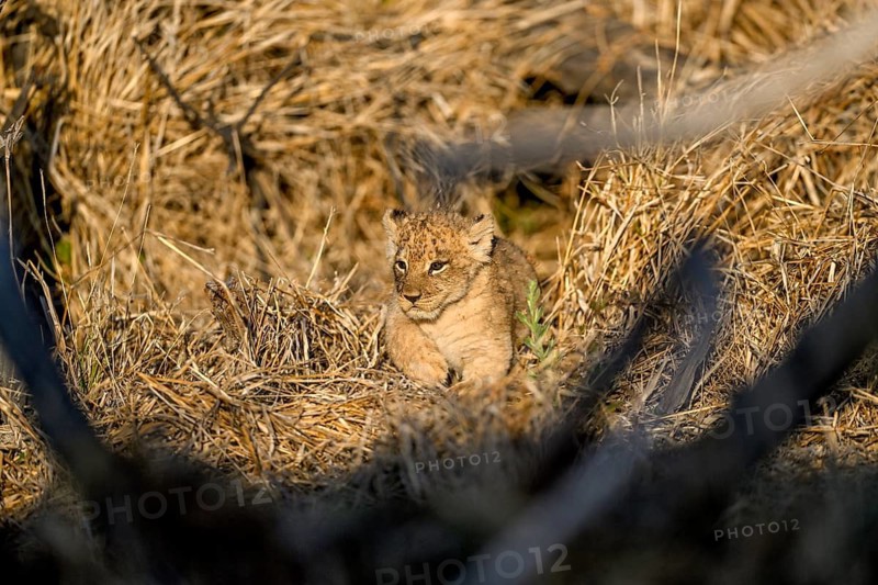 A young lion (Panthera leo) near Atzaró Camp, Okavango Delta, North-West District, Botswana