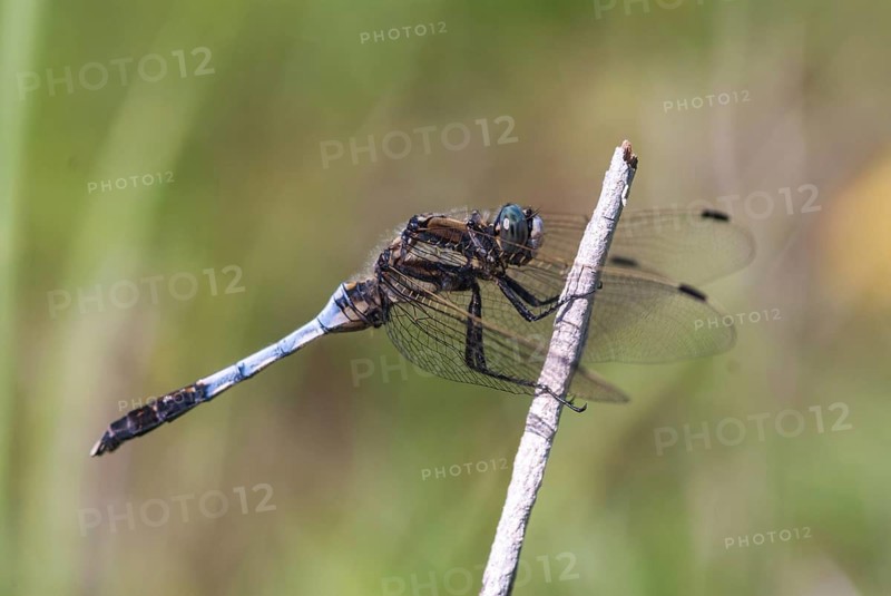 Eastern blue arrow, orthetrum albistylum, white-tailed skimmer, anisoptera, damselflies, dragonflies, Greece, insects, dragonflies, males, odonata