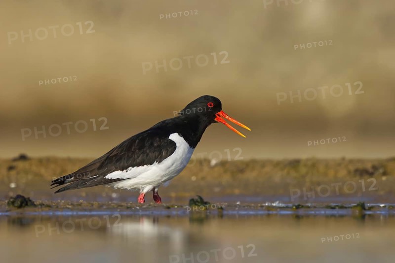 Eurasian Oystercatcher (Haematopus ostralegus) foraging, North Rhine-Westphalia, Germany