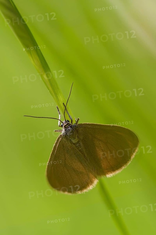 Drab Looper, Minoa Murinata, Geometer Moth, Milkweed, High Size, Portrait Format, Insects, Moths, Moths, Butterflies