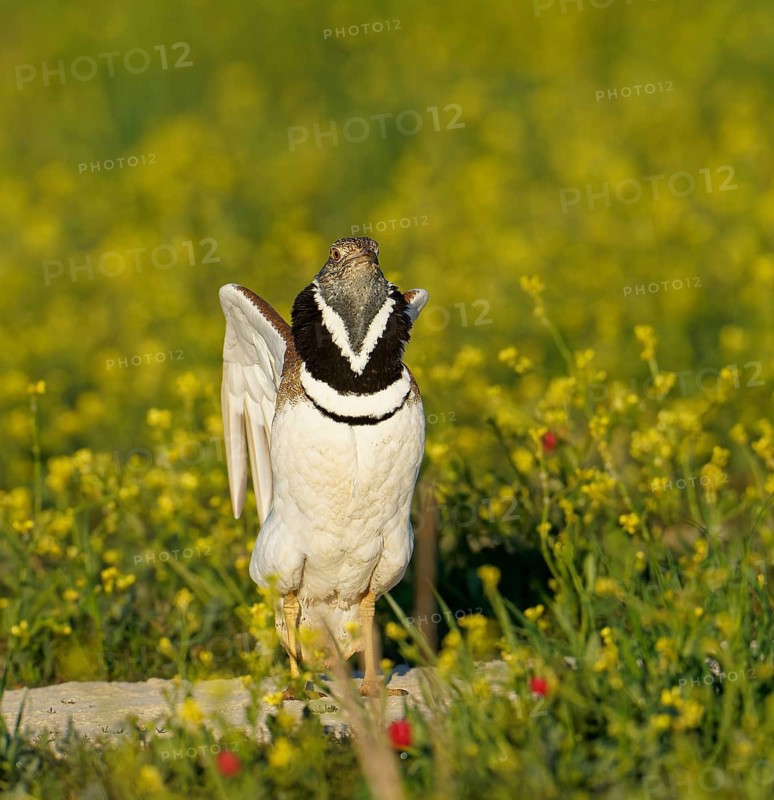 Little Bustard (Tetrax tetrax), courtship leap, Aragon, Spain
