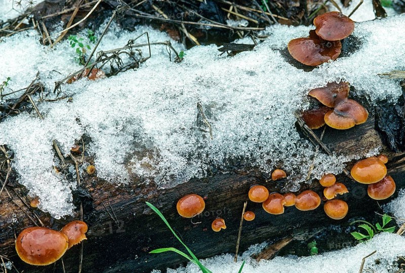 Enoki, Flammulina Velutipes, Common Velvet Foot, Velvet Foot, Winter Mushrooms, Fungus, Futu, Ice, Mushrooms, Snow, Seafood Mushrooms, Snow, Velvet Foot, Velvet Shank, Velvet Stem, Winter Fungus, Winter Mushrooms
