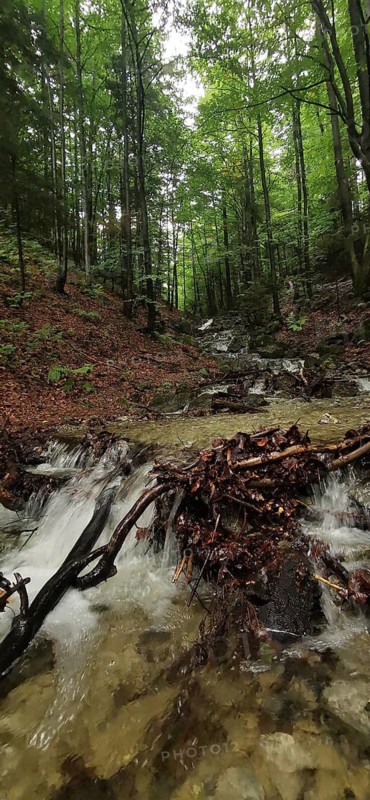 Small mountain stream in a green forest with waterfall, High Tatras National Park, Carpathian Mountains, Poland